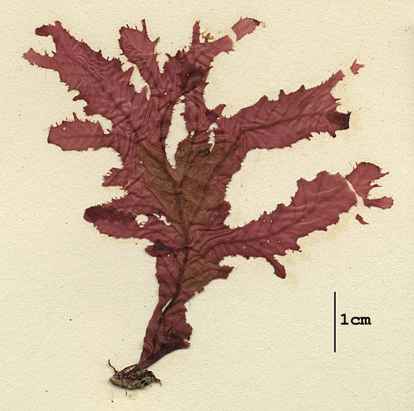 Delesseriaceae image