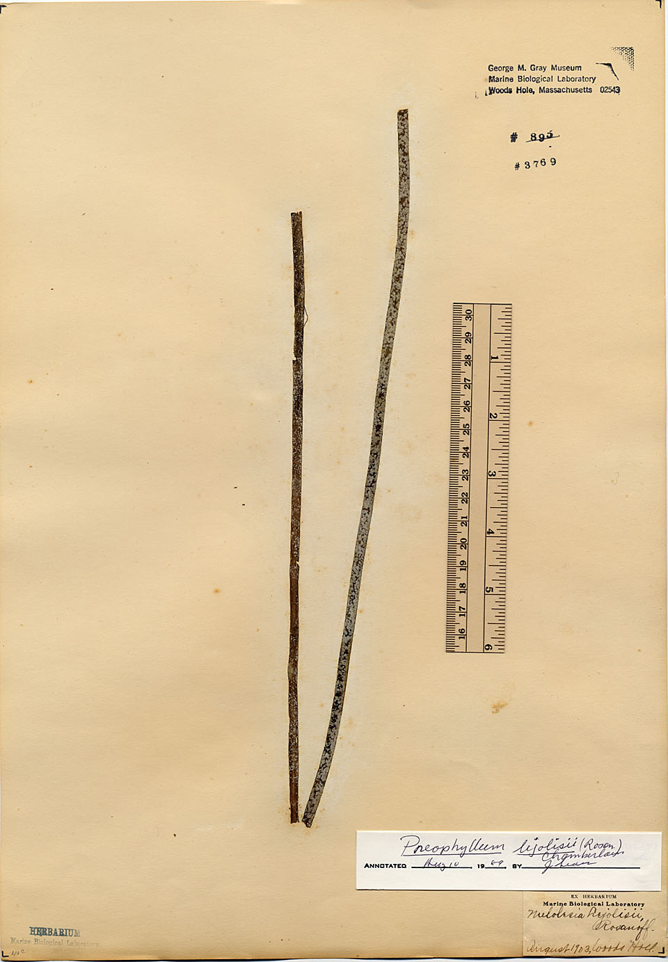 Mastoporaceae image