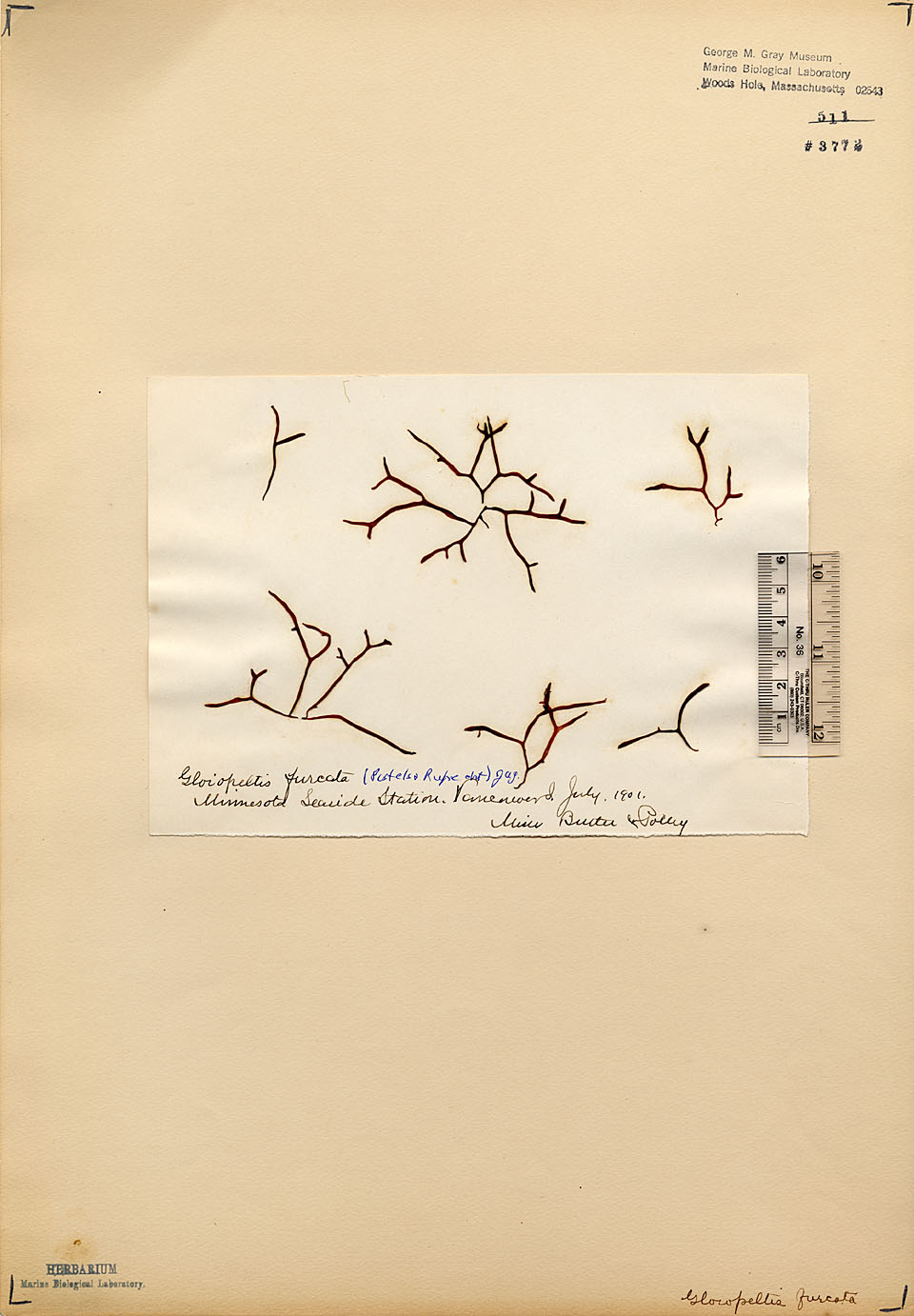 Endocladiaceae image