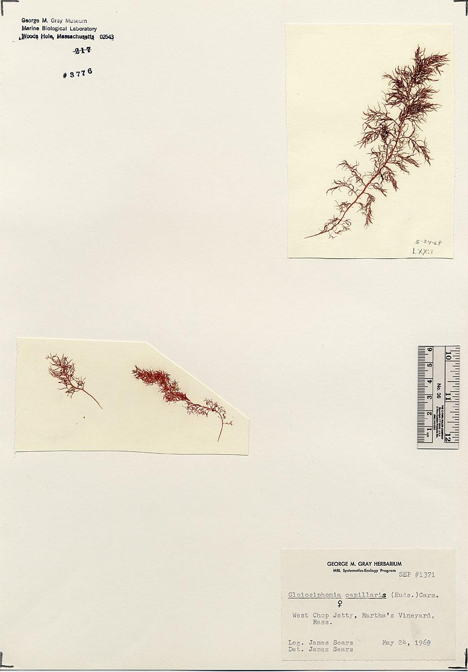 Gloiosiphoniaceae image