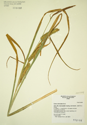 Carex utriculata image