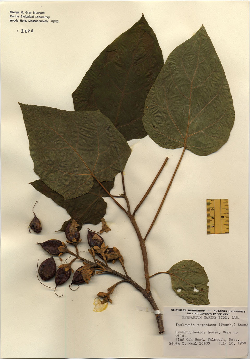Paulowniaceae image