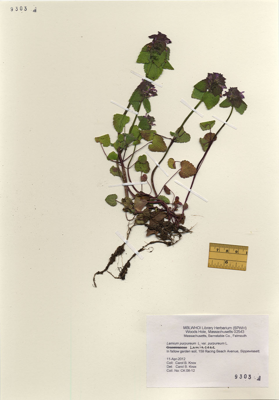 Lamium purpureum var. purpureum image