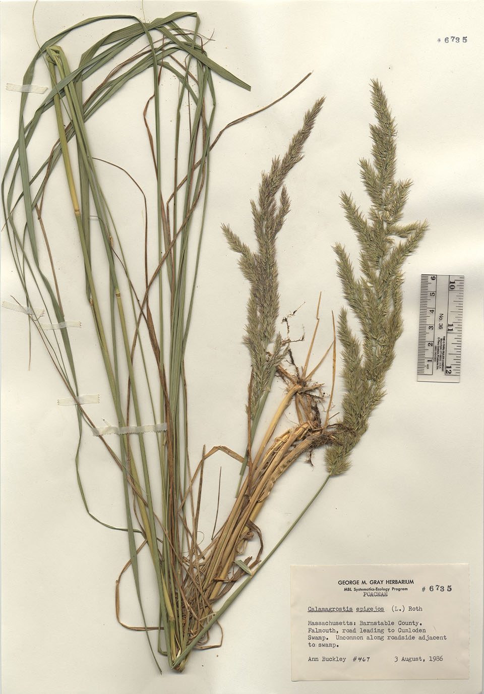 Calamagrostis epigeios var. georgica image