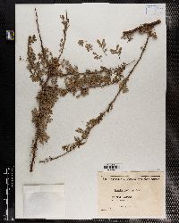 Acacia tortilis var. raddiana image