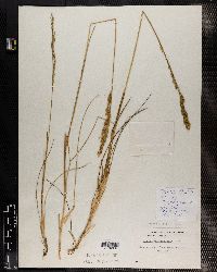 Festuca abyssinica image