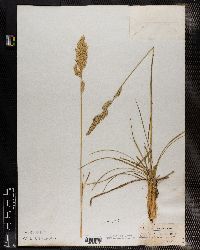 Festuca abyssinica image