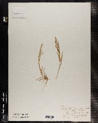 Eragrostis aegyptiaca image