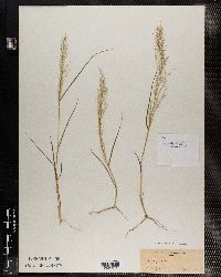 Eragrostis amabilis image