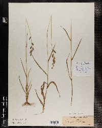 Eragrostis turgida image