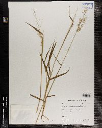 Melinis repens subsp. repens image