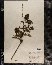 Achyranthes aspera image