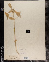 Achyranthes aspera image