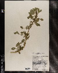 Amaranthus graecizans image