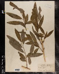 Salix canariensis image