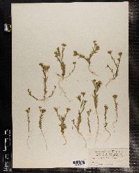 Linum strictum image