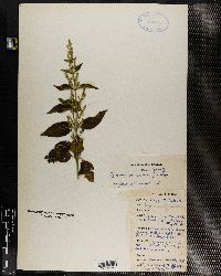 Hypoestes aristata var. aristata image