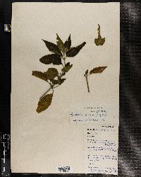 Hypoestes aristata var. aristata image