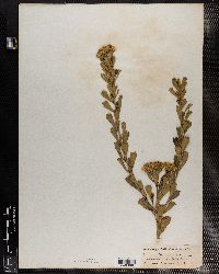 Gymnanthemum corymbosum image