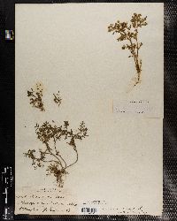 Cotula anthemoides image