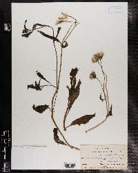 Crassocephalum picridifolium image