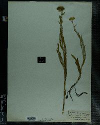 Denekia capensis image