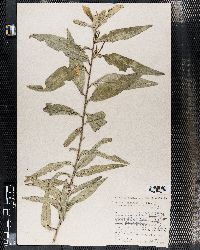 Maerua triphylla var. johannis image