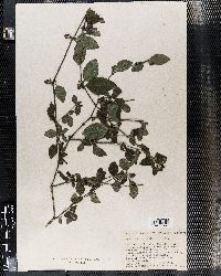 Barleria ventricosa image