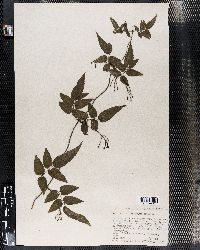 Jasminum grandiflorum subsp. floribundum image