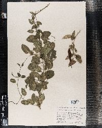 Cynanchum altiscandens image