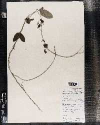 Cynanchum altiscandens image