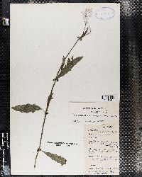 Crassocephalum picridifolium image